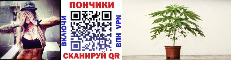Бошки Шишки конопля Гаджиево